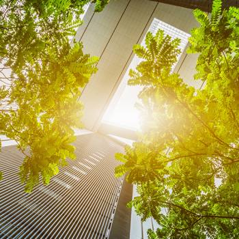 view from below of trees next to office buildings