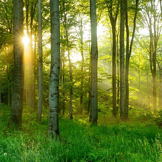 Müşteri ihtiyaçlarını karşılama ve aşma shot of sun through trees in a forest