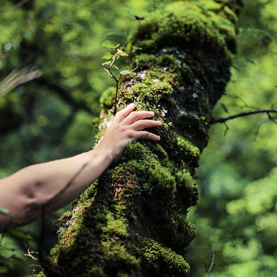 KYOCERA'nın çevre için yaptıklarını keşfedin hand touching tree